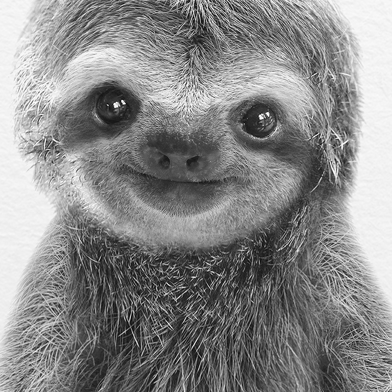 Cute sloth